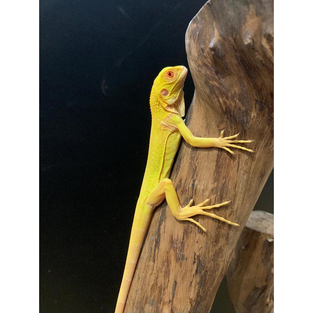 Iguana Green Albino Sehat Jinak Promo Murah Rakus