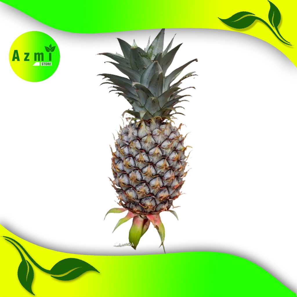 

BUAH NANAS MUDA FRES 1 BUAH