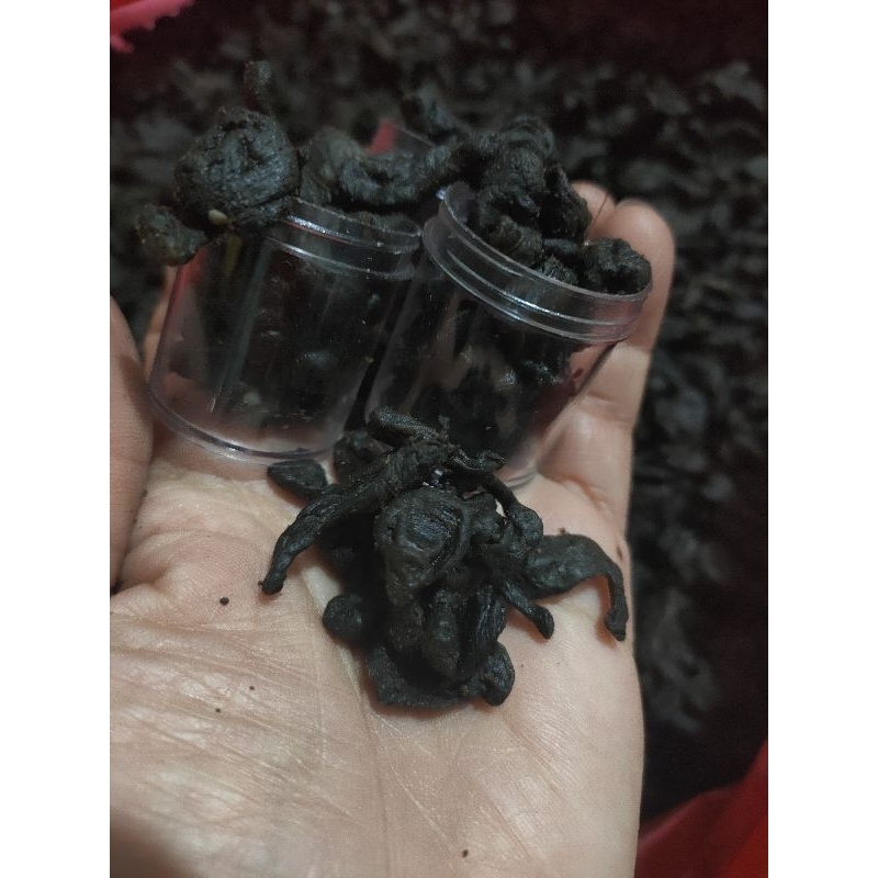 mpot ayam Hitam