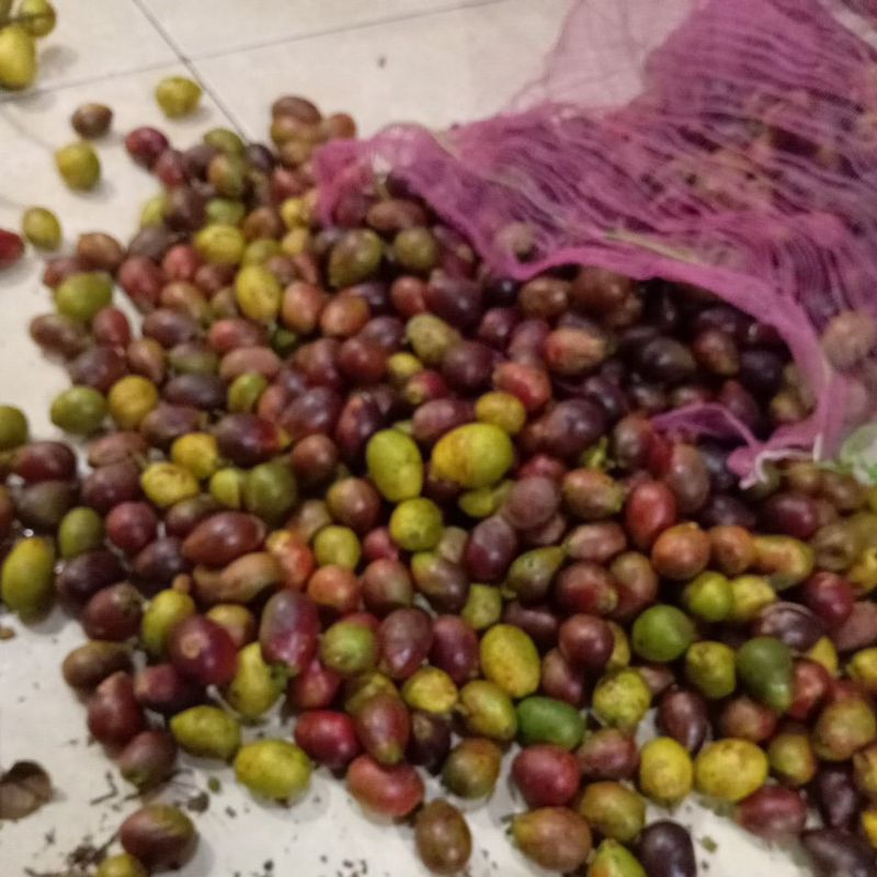 

Buah matoa super manis