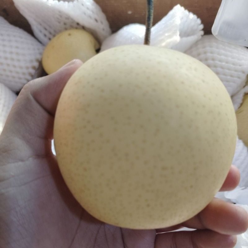 

Buah pear/pear ceantury 1000g/1kg