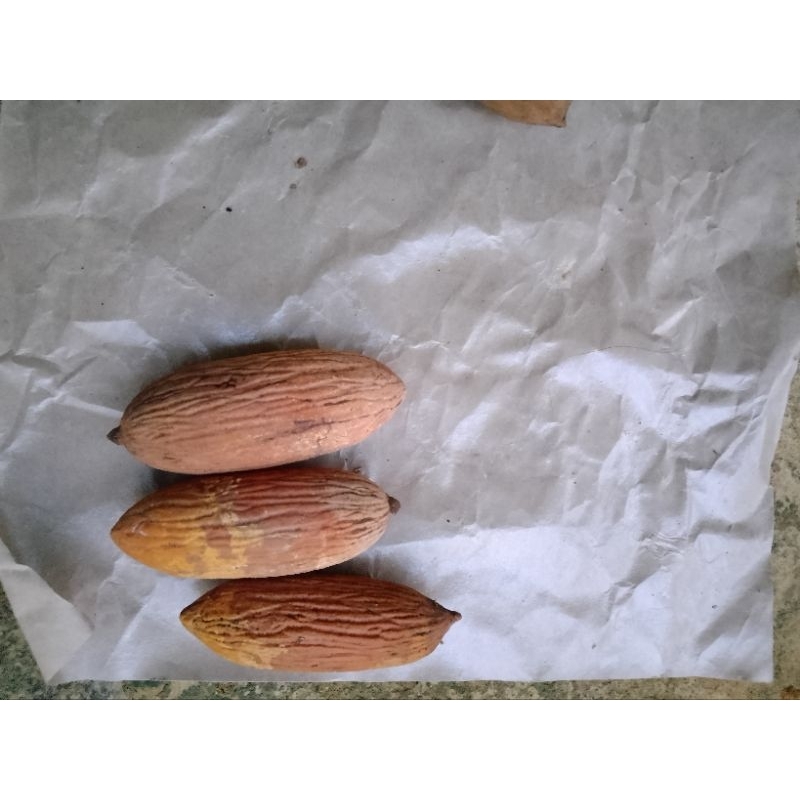 

buah ulin ukuran kecil 30 dapat 6