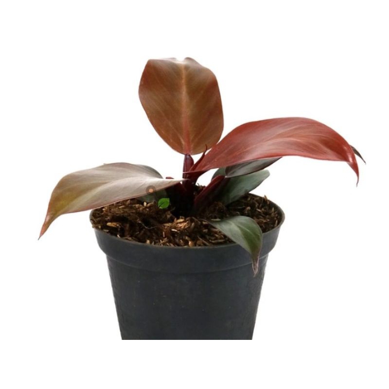 philo black cardinal / harga ekonomis