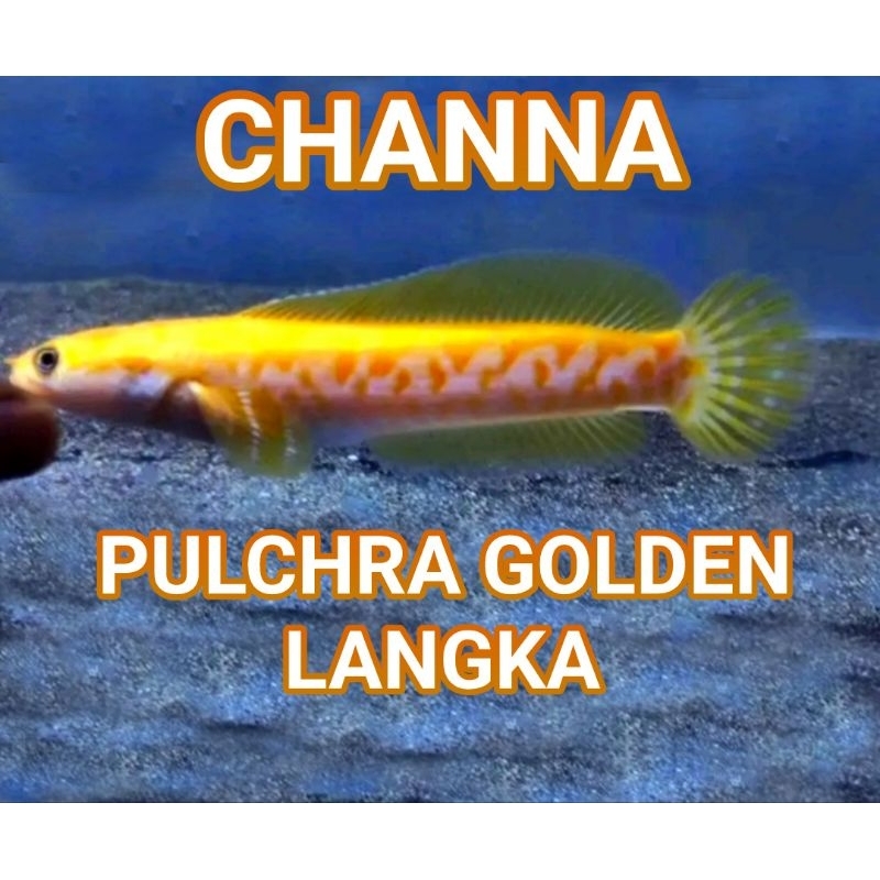 

Pulchra Golden langka