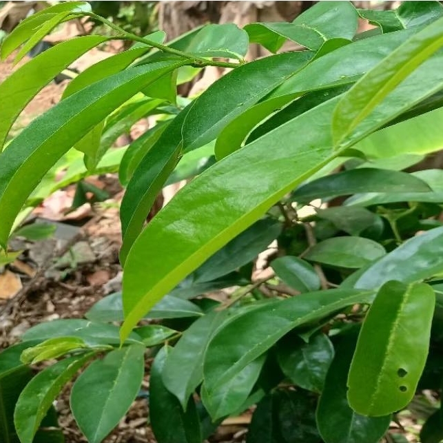 

Daun sirsak segar | herbal anti kangker | herbal anti diabetes | per 50 lembar