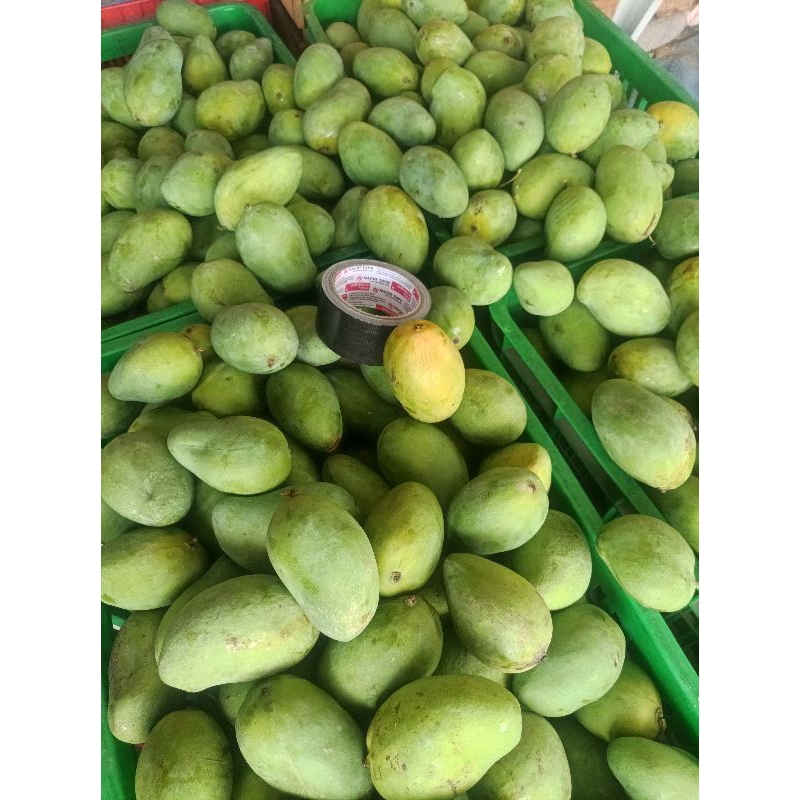 

Mangga Gadung