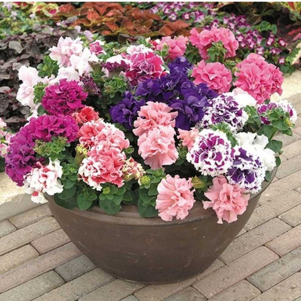 Biji Bunga Petunia (Mix Hanging Petunia Double Petal) (Isi 10 biji)