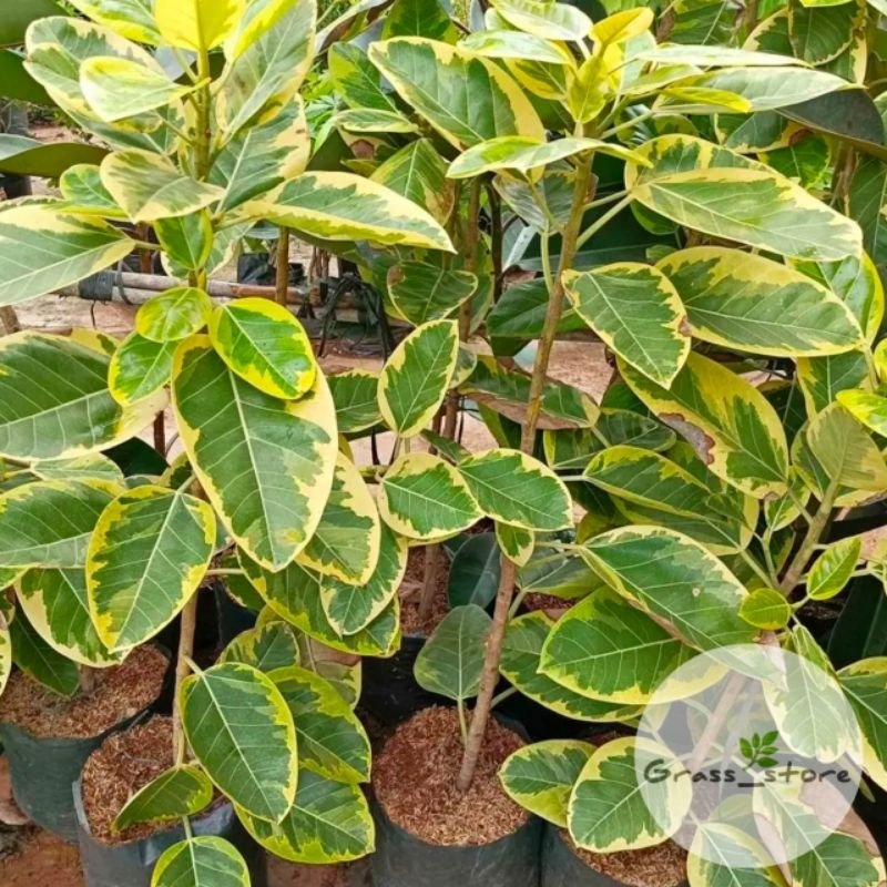 (BISA COD) Tanaman Hias karet kebo varigata yellow sudah berakar - tanaman hias rubber plant