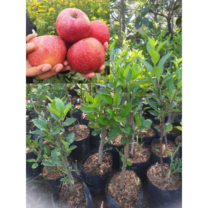 Bibit Buah Apel merah malang