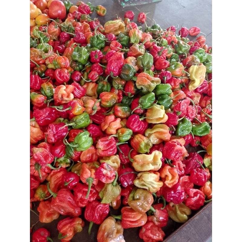 

cabe bakul/teng lang cio