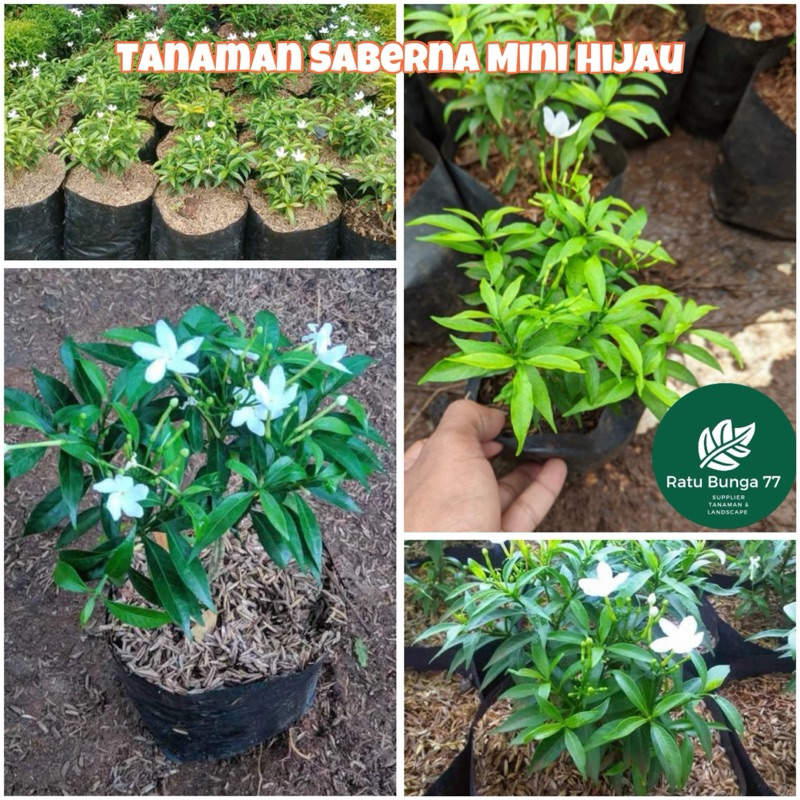 Tanaman saberna mini hijau
