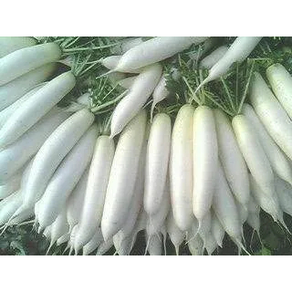 10 Biji - Benih Lobak Putih Radish Long Chinese - Ta Fung - Benih Sayuran Seribuan Berkualitas Super