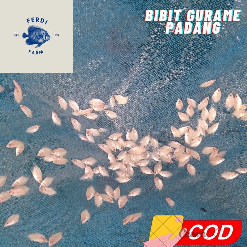 

paket bibit gurame padang 50 ekor berkualitas cepat besar
