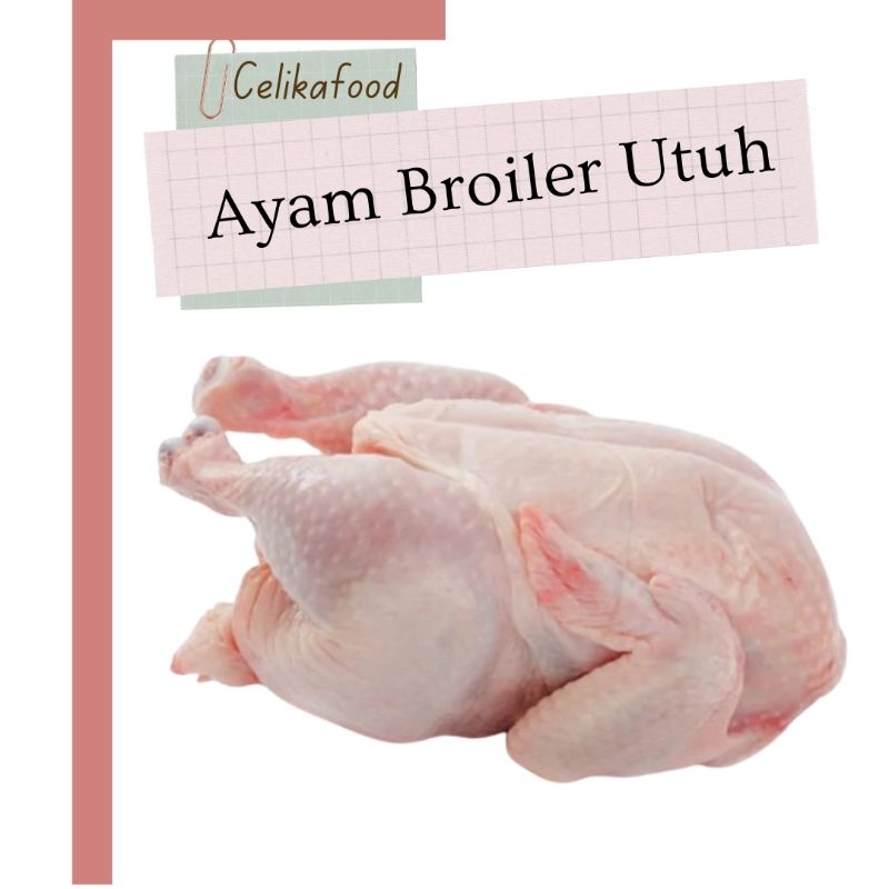 

Ayam Broiler Utuh 1 Boiler Ekor Tanpa Jeroan Chicken Daging