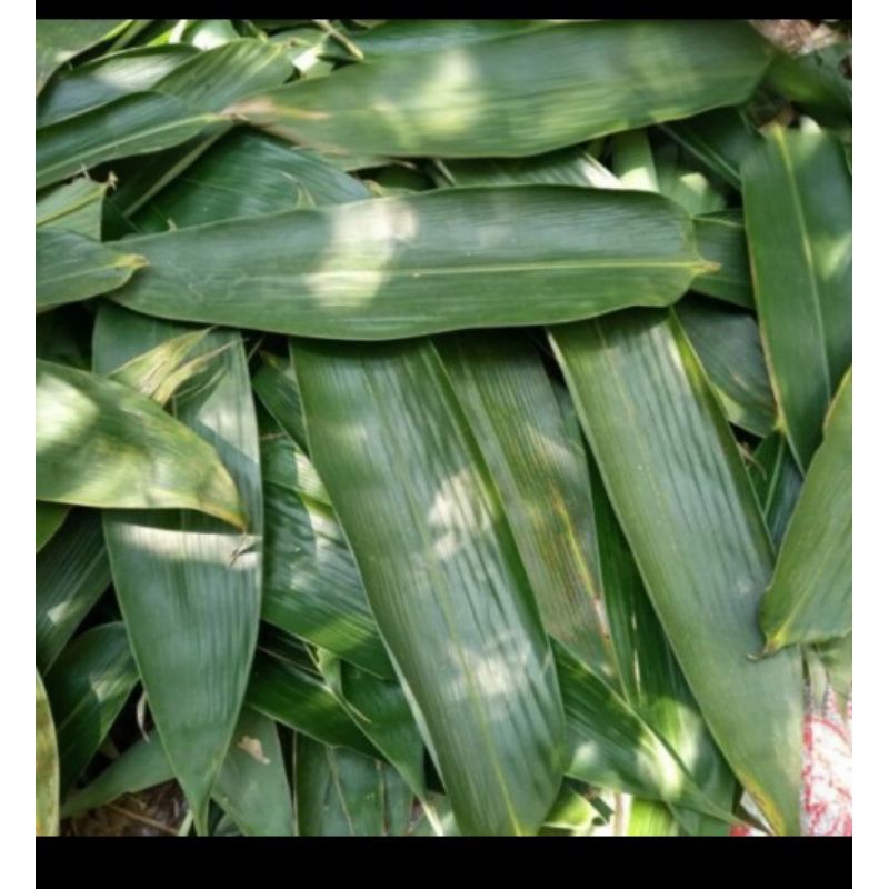 

Daun Bambu Segar Perlembar Untuk Bungkus Bakcang