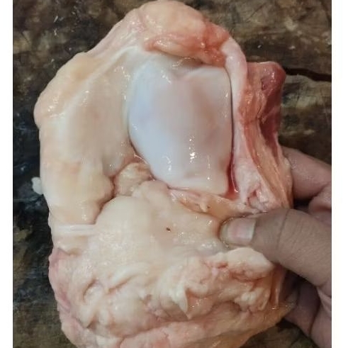 

Urat Dengkul Sapi dengan Tulang Cengklok 500gr - 1kg