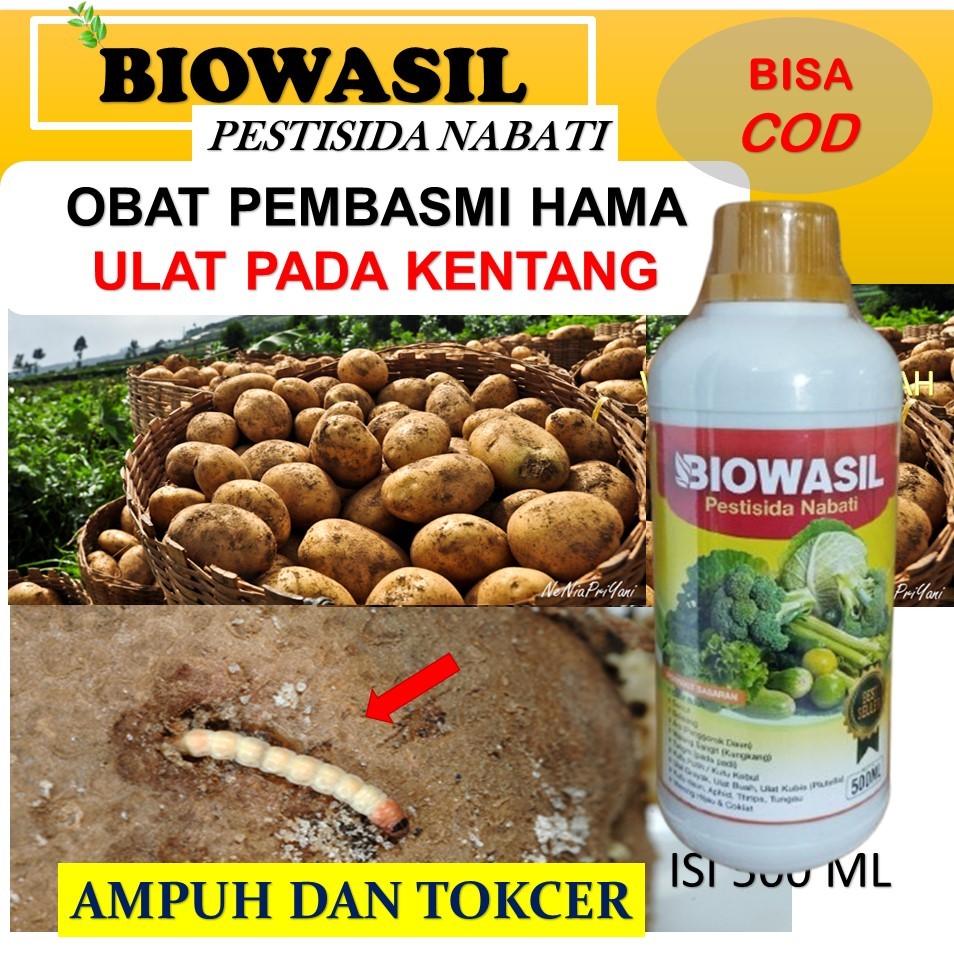 Pestisida biowasil 500 Ml Obat Pembasmi Ulat Grayak kentang Paling Ampuh - Obat Hama kentang Paling 