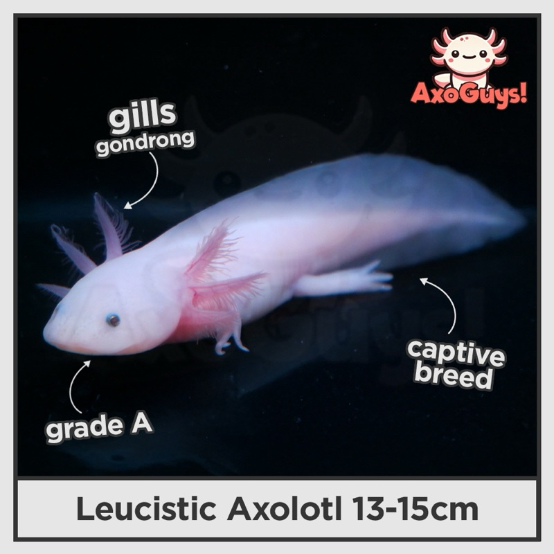 Axolotl (Naga Air) Leucistic Premium 13-15cm