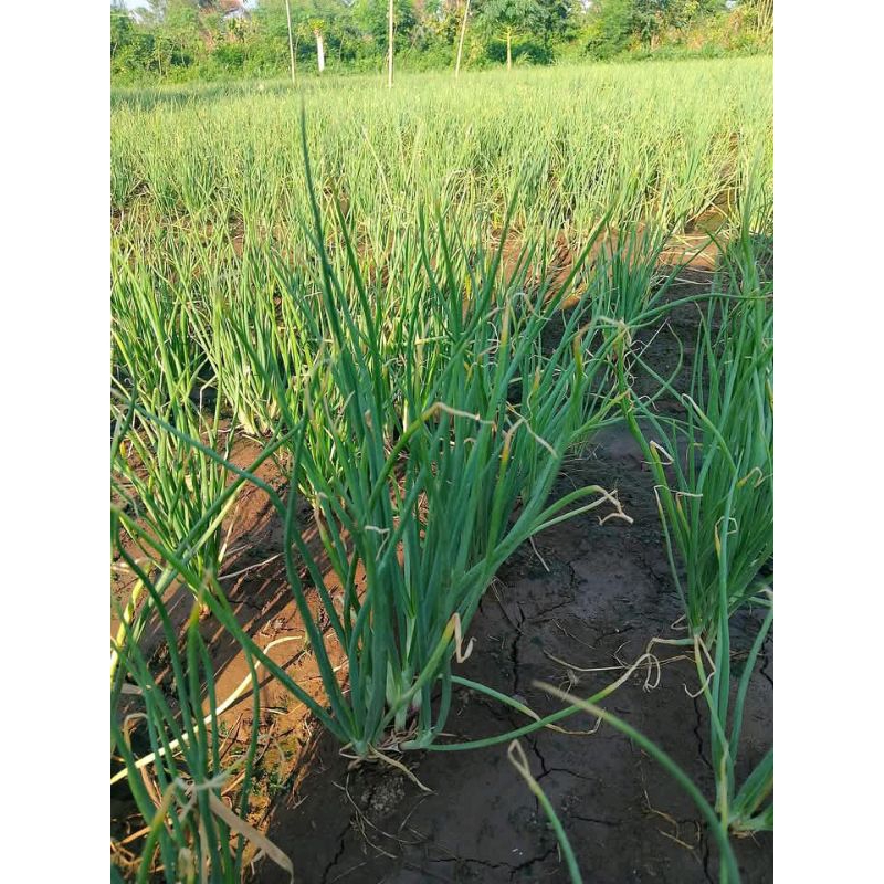 

bawang merah Brebes/ bawang Brebes asli/ brambang merah Brebes