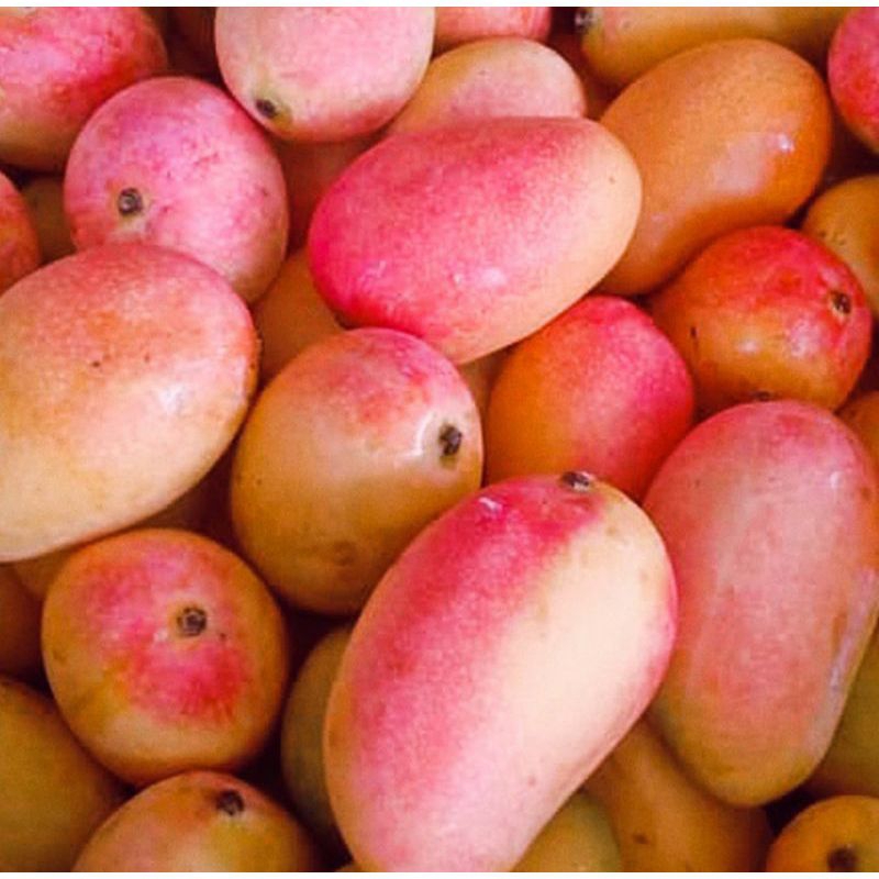 

JV MANGGA PODANG 2kg MASAK POHON/BESAR TANGGUNG/MANISS GRATIS ONGKIR