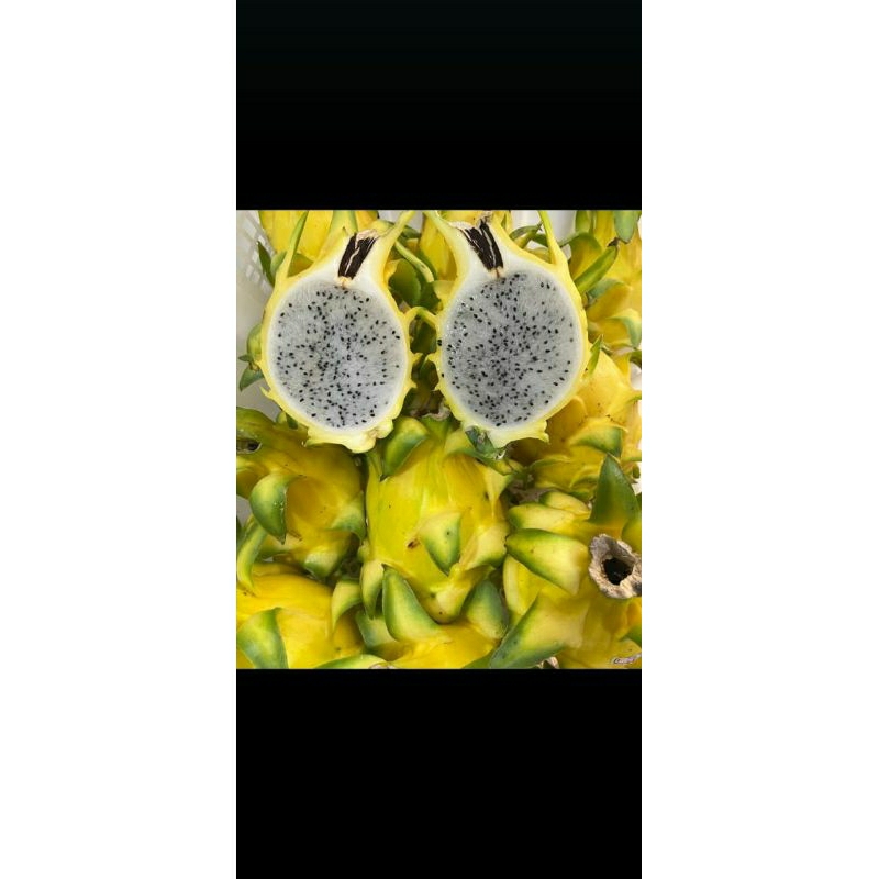 

Buah naga kuning dragon yellow 1 kg