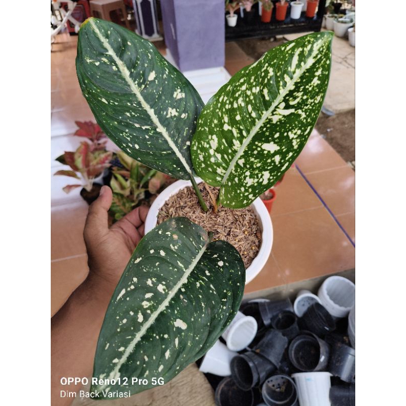 Tanaman Hias Bunga Aglaonema Aglonema Suksom White