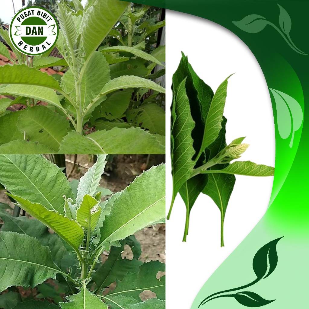 

Daun sembung /semung herbal Segar 100 gram - Pusat bibit dan Herbal