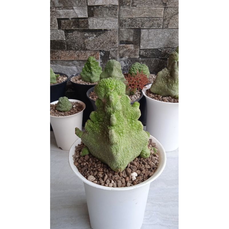 pseudolithos cubiformis. jumbo on pot 10cm. perform unik. kaktus kolektor item