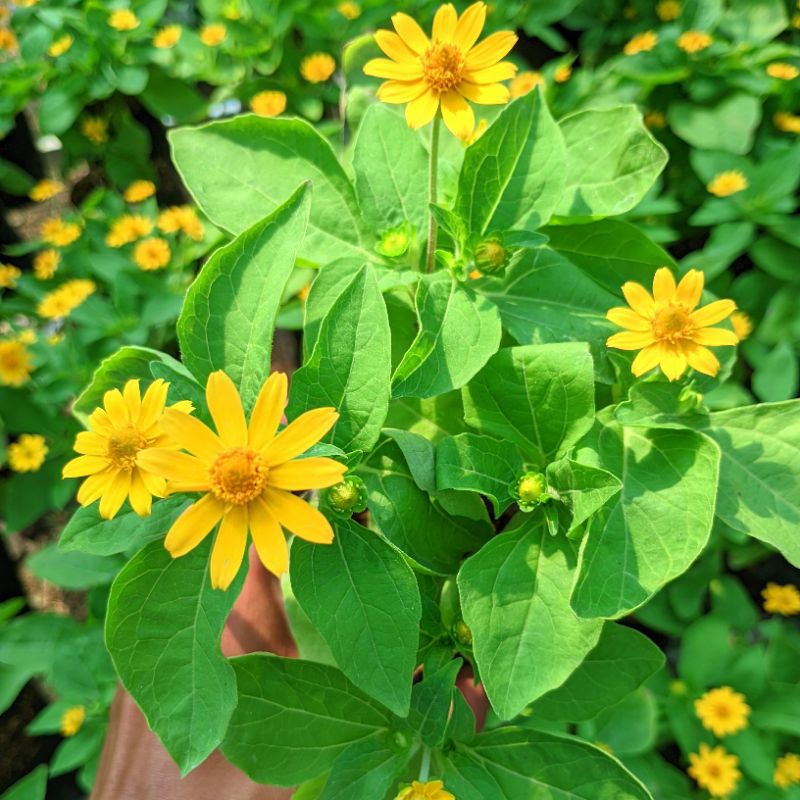 Tanaman Hias Hidup Bunga Matahari Tahan Panas Mudah Dirawat Cocok Untuk Ditaman