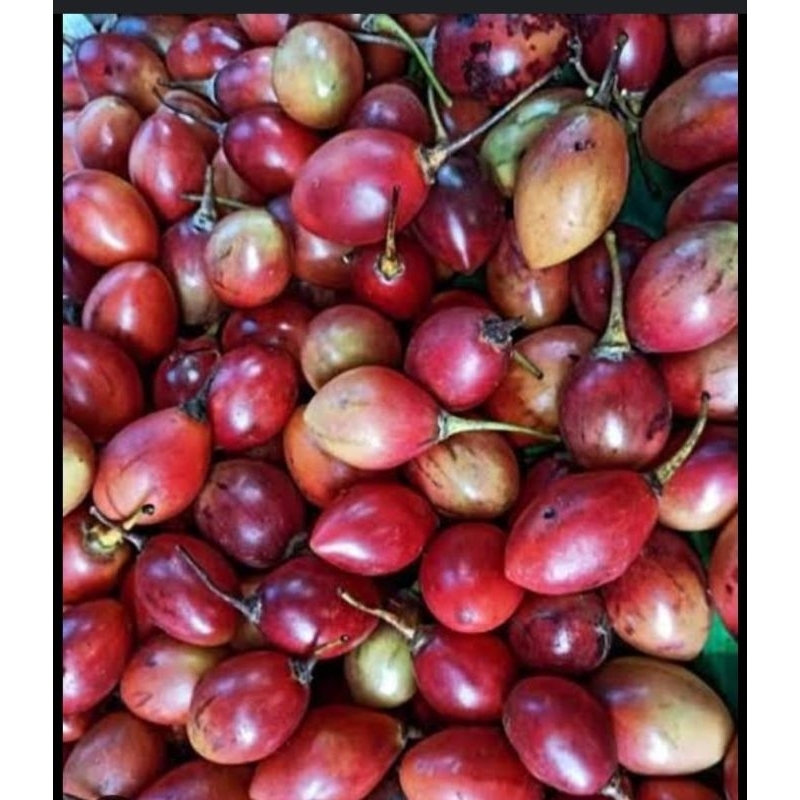 

Terung Belanda - Terong Jus Belands