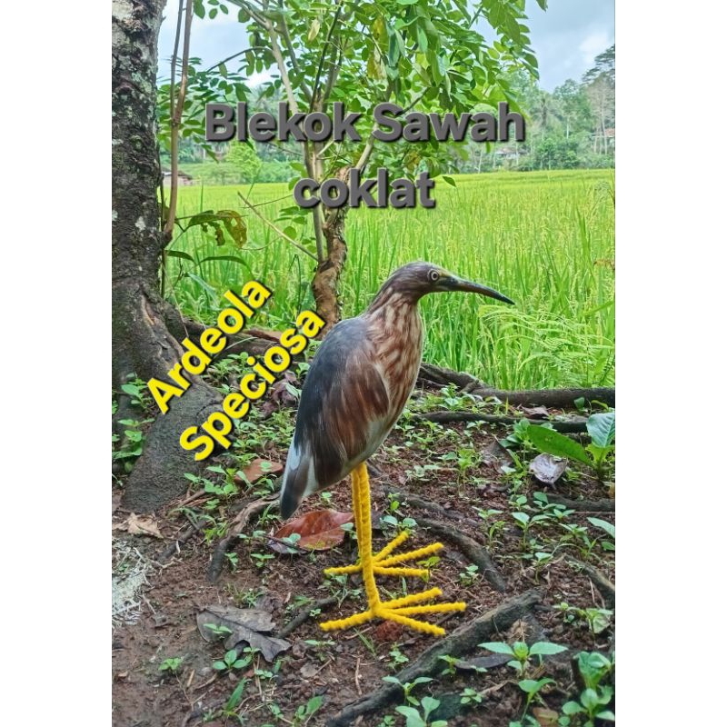 Boneka jontrot mainan patung burung blekok sawah coklat