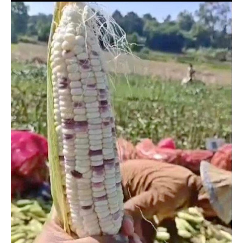 

JAGUNG KETAN BATIK YUK GERCEP DI CO HARGA PER 1KG, BISA CHAT ADMIN DULU