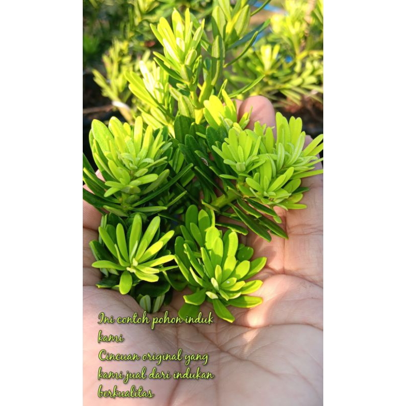 Lohansung Cincuan Ori | cincuan original | bonsai lohansung cincuan | bibit lohansung cincuan