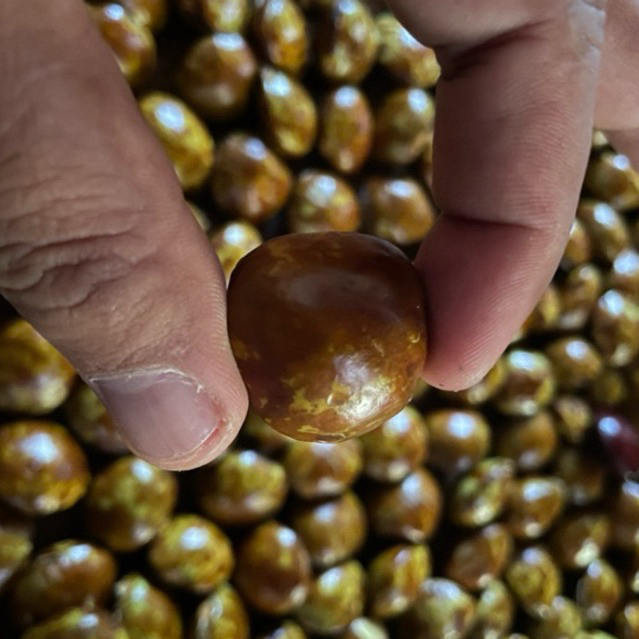 

JENGKOL KECIL TUA PULEN