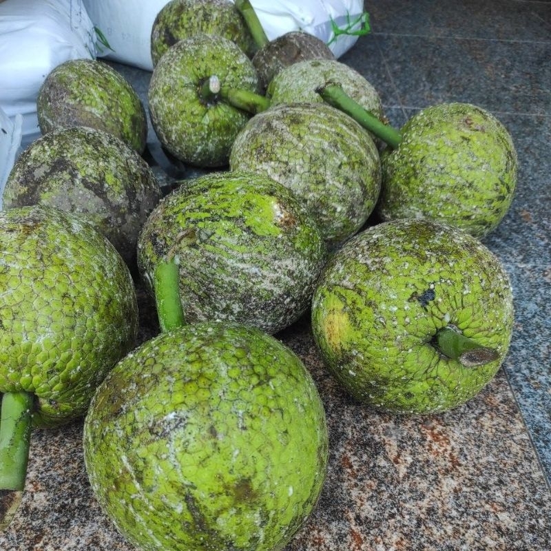 

Buah Sukun Tua siap eksekusi (jumbo)