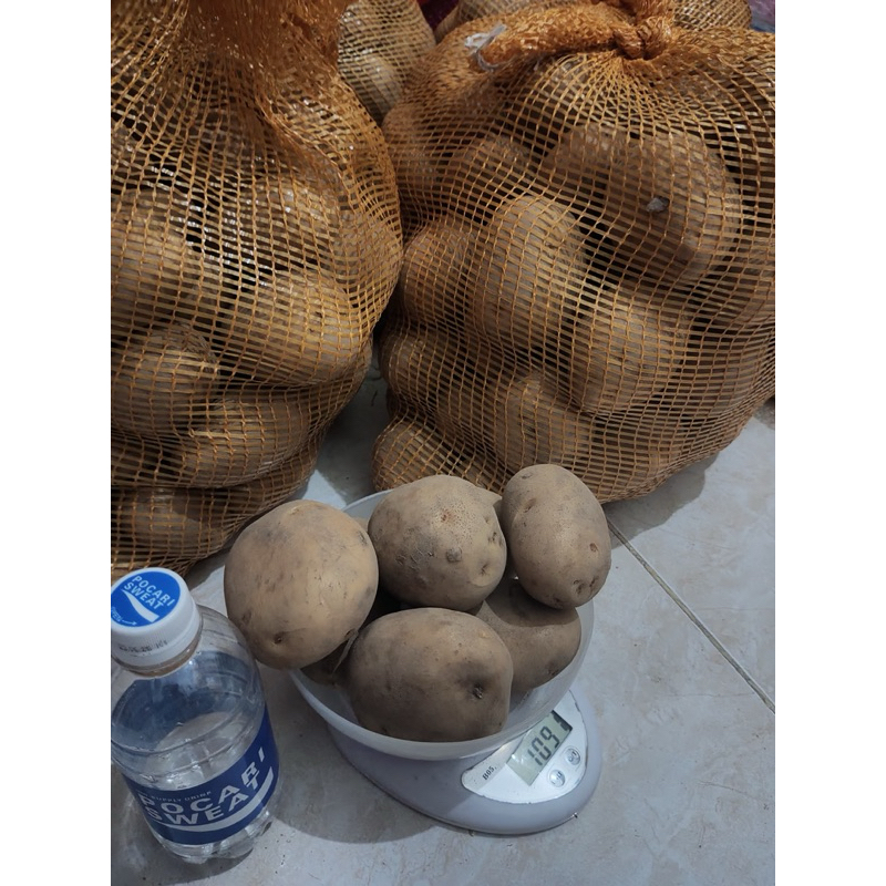 

kentang besar , tanggung, kecil