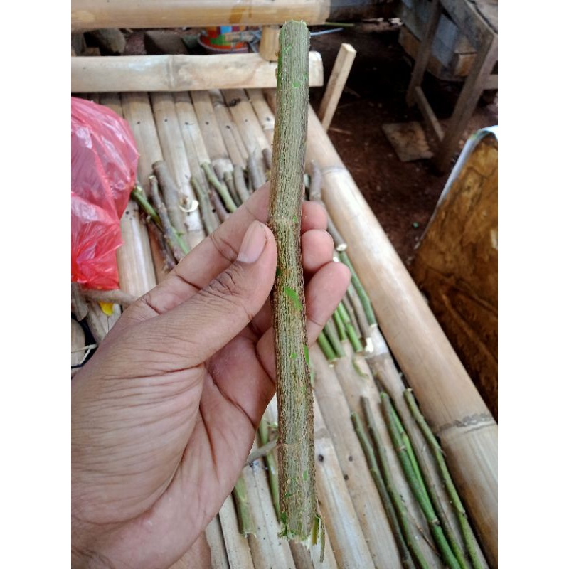BATANG STEK INDIGOFERA (BISA PILIH PAKET)