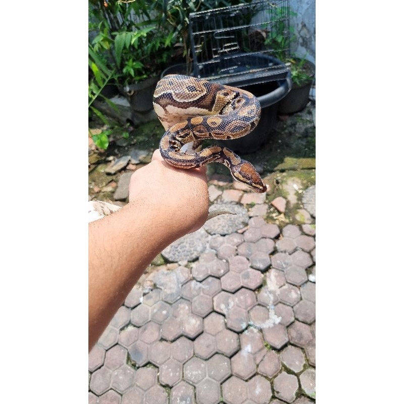 ball python morph nomal jinak female