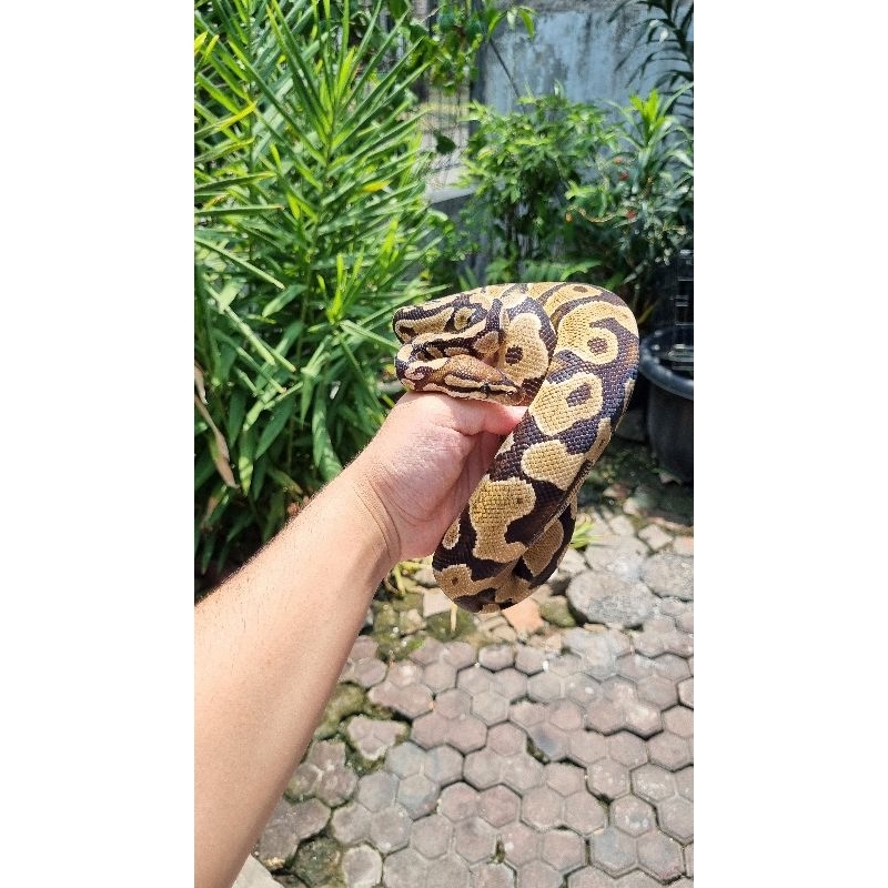 Ball Python morph yellow belly het clown male