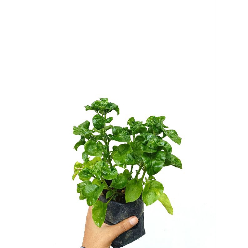 Bibit bayam Brazil / tanaman bayam Brazil / bayam Brazil organik