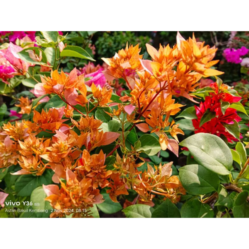 Bougenville Hawai Orange