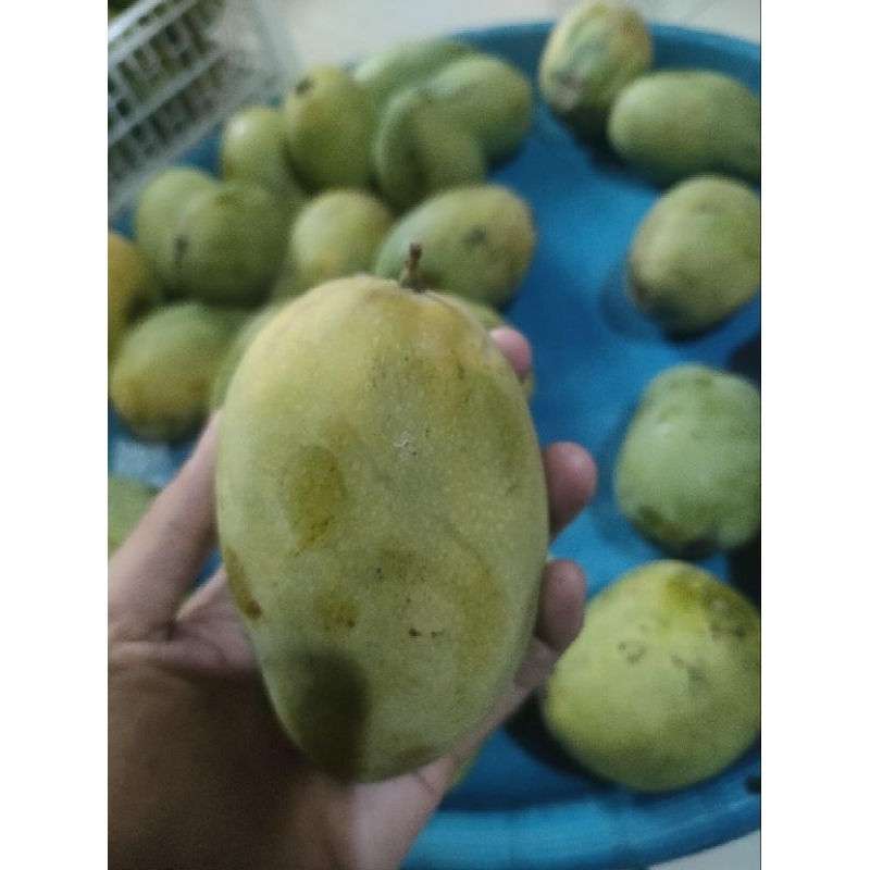 

Mangga Harum Manis