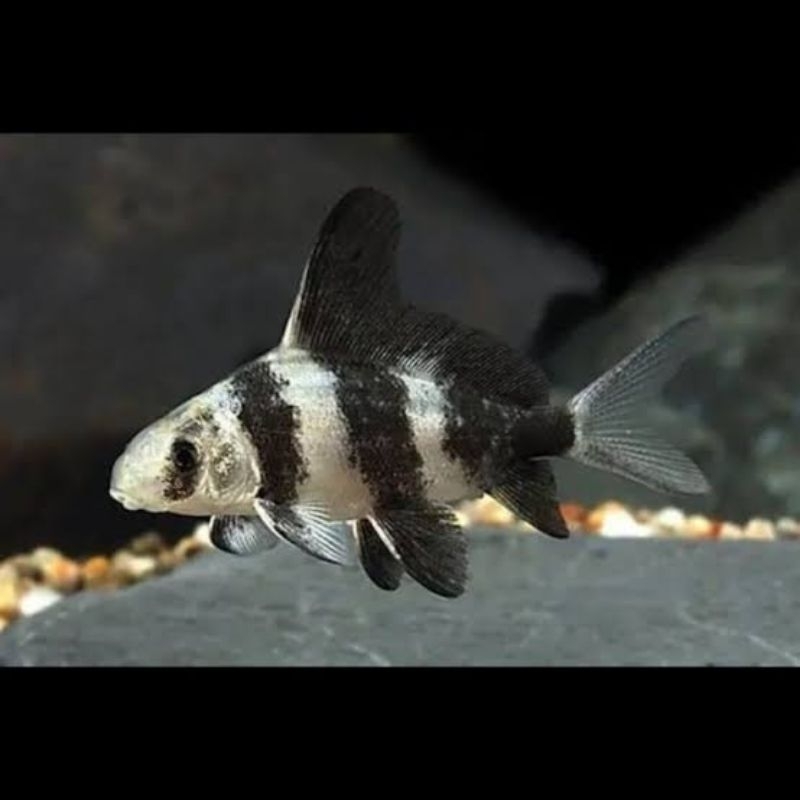 Chinese high fin/chf