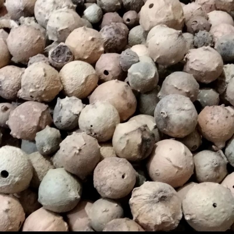 

Buah Majakani (Majakane) 250 gram