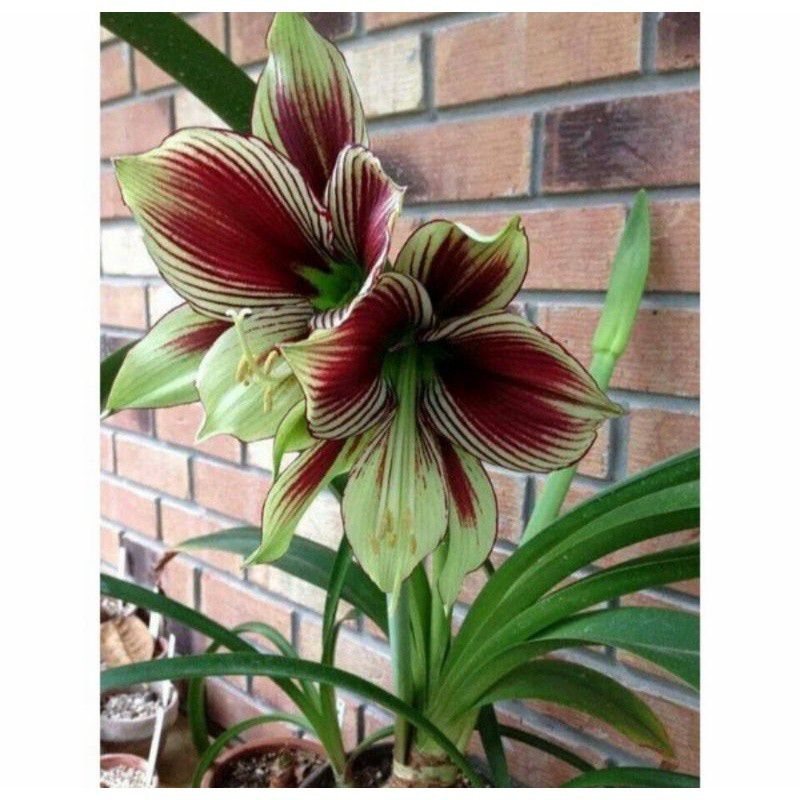 Tanaman hias Bakung amarilis bunga langka - tanaman hidup bunga cantik