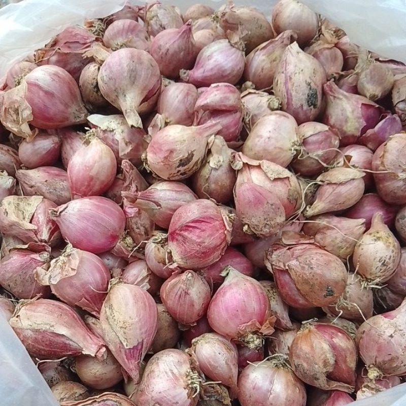 

Bawang merah lokal