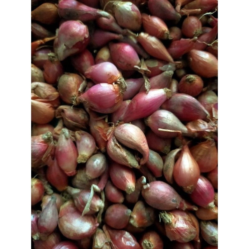 

BAWANG MERAH UKURAN KECIL