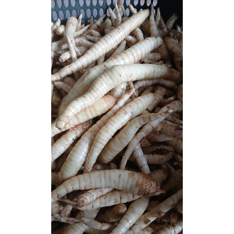 

UMBI GARUT SEGAR 500gram