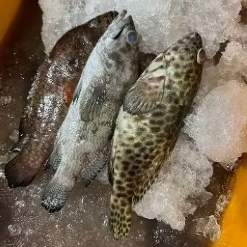 

IKAN KERAPU CENTAN 1 KG ISI 2-3 EKOR