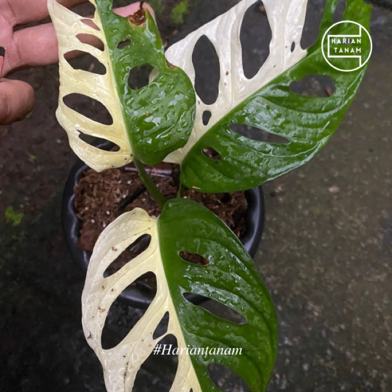Monstera acuminata Variegata Three Color / Monkey Mask Japan (Include pot & media tanam)
